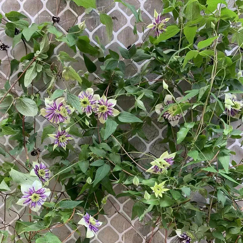 Protective Nets, Used for Balcony Railings, Agricultural Fences, Isolation, Plastic Nets Gardens,pet Chicken Nets,easy To Clean